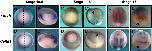 Xenbase Expression Image Xenbase Expression Image