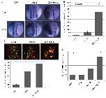 Xenbase Expression Image Xenbase Expression Image