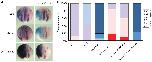 Xenbase Expression Image Xenbase Expression Image