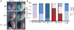 Xenbase Expression Image Xenbase Expression Image
