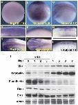 Xenbase Expression Image Xenbase Expression Image