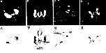 Expression Image Expression Image
