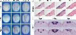 Xenbase Expression Image Xenbase Expression Image