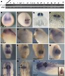 Xenbase Expression Image Xenbase Expression Image
