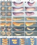 Expression Image Expression Image