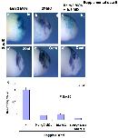Xenbase Expression Image Xenbase Expression Image