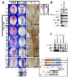 Xenbase Expression Image Xenbase Expression Image