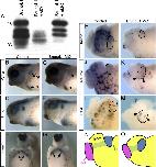 Expression Image Expression Image