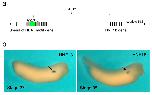 Xenbase Expression Image Xenbase Expression Image