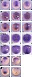 Expression Image Expression Image