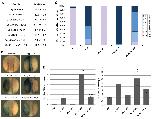 Xenbase Expression Image Xenbase Expression Image