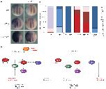 Xenbase Expression Image Xenbase Expression Image