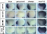 Expression Image Expression Image