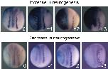 Xenbase Expression Image Xenbase Expression Image