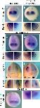 Expression Image Expression Image