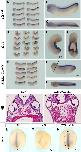 Xenbase Expression Image Xenbase Expression Image