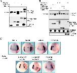 Xenbase Expression Image Xenbase Expression Image