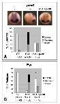 Expression Image Expression Image