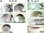 Expression Image Expression Image
