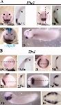 Expression Image Expression Image