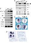 Xenbase Expression Image Xenbase Expression Image