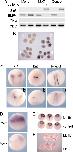 Xenbase Expression Image Xenbase Expression Image