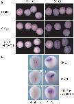 Xenbase Expression Image Xenbase Expression Image