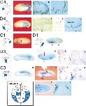 Xenbase Expression Image Xenbase Expression Image