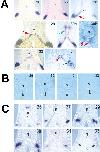 Xenbase Expression Image Xenbase Expression Image
