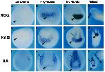 Xenbase Expression Image Xenbase Expression Image