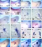 Xenbase Expression Image Xenbase Expression Image
