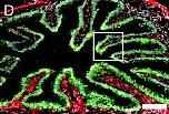 Xenbase Expression Image Xenbase Expression Image