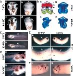 Xenbase Expression Image Xenbase Expression Image
