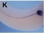 Xenbase Expression Image Xenbase Expression Image