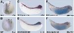 Xenbase Expression Image Xenbase Expression Image