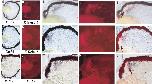 Xenbase Expression Image Xenbase Expression Image