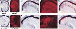 Expression Image Expression Image