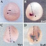 Xenbase Expression Image Xenbase Expression Image