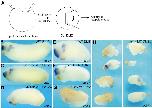 Xenbase Expression Image Xenbase Expression Image