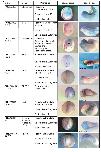 Xenbase Expression Image Xenbase Expression Image