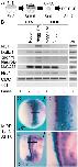 Xenbase Expression Image Xenbase Expression Image