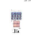 Xenbase Expression Image Xenbase Expression Image