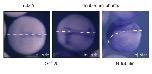 Xenbase Expression Image Xenbase Expression Image