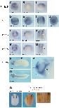 Xenbase Expression Image Xenbase Expression Image