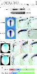 Expression Image Expression Image