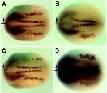 Xenbase Expression Image Xenbase Expression Image