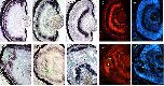 Expression Image Expression Image