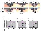 Expression Image Expression Image