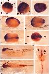Xenbase Expression Image Xenbase Expression Image