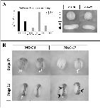 Xenbase Expression Image Xenbase Expression Image